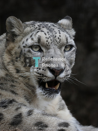 Snow Leopard grimace