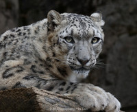 Snow Leopard