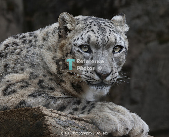 Snow Leopard
