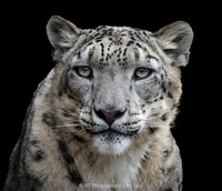 Snow Leopard