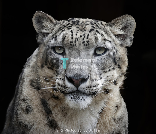 Snow Leopard