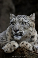 Snow Leopard
