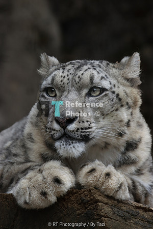 Snow Leopard