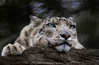 Snow Leopard