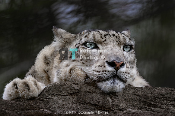 Snow Leopard