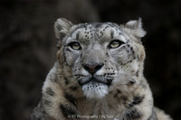 Snow Leopard