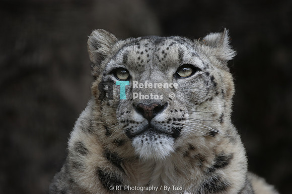 Snow Leopard