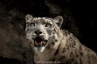 Snow leopards