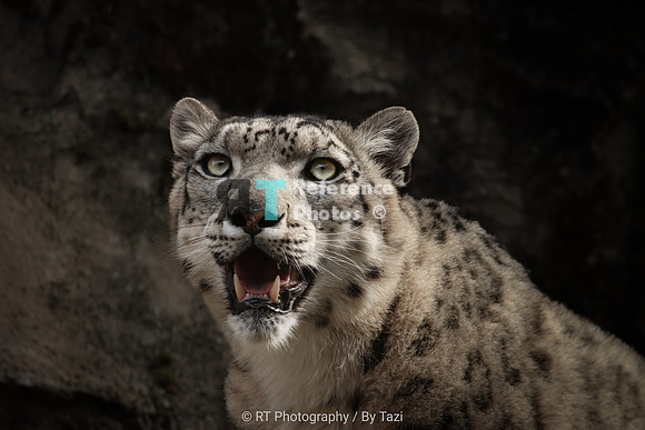 Snow Leopard