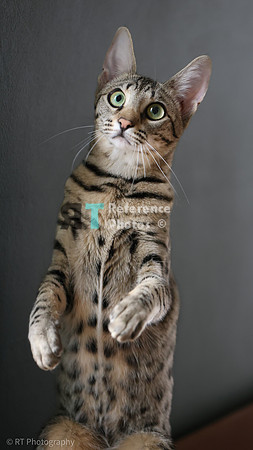 Savannah Cat 'Gaia' of Cattey Savval