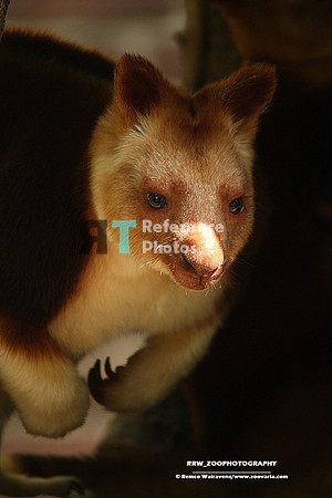 1 goodfellow boomkangaroe (very small file)