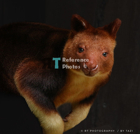 Goodfellow tree kangaroo
