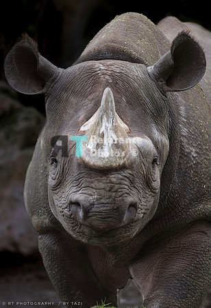 Black rhino