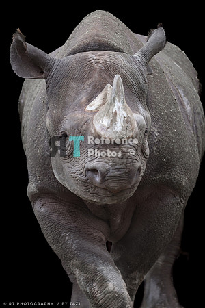 Black rhino