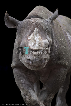Black rhino