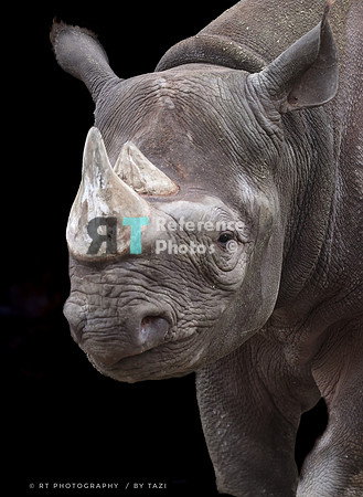 Black rhino