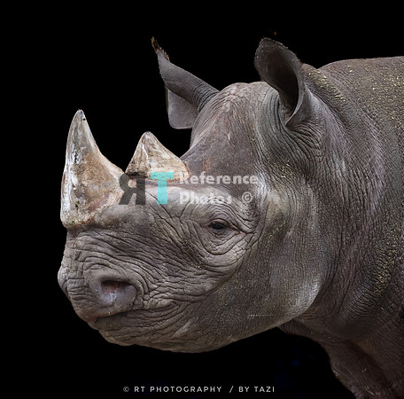 Black rhino