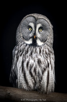 Great Grey Owl