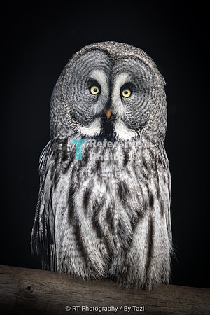 Great Grey Owl