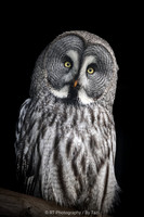 Great Grey Owl
