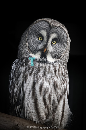Great Grey Owl