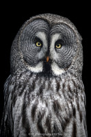 Great Grey Owl