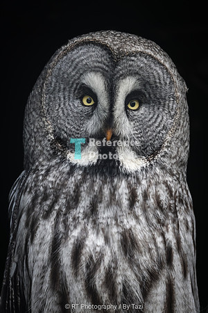 Great Grey Owl