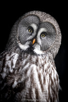 Great Grey Owl