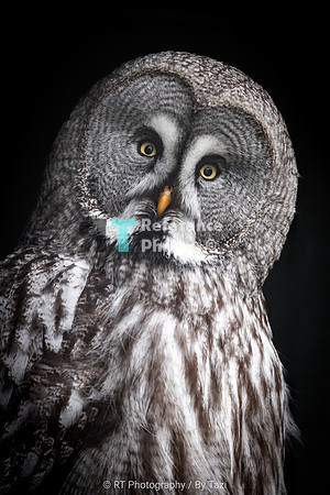 Great Grey Owl
