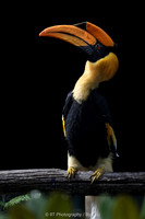 Great Hornbill