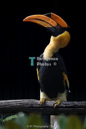 Great Hornbill