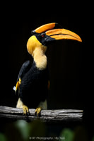 Hornbills