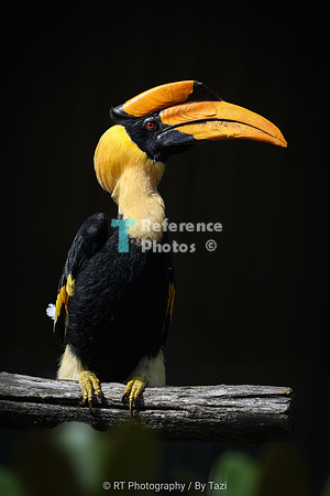 Great Hornbill