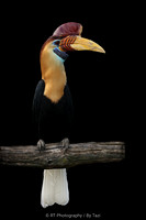 Knobbed hornbill