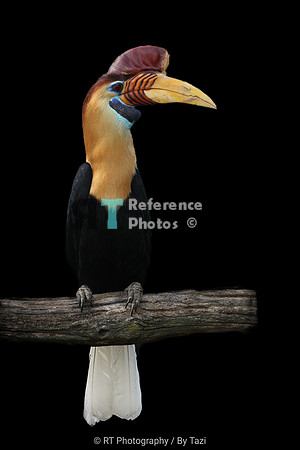 Knobbed hornbill