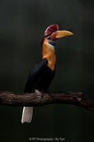 Knobbed hornbill