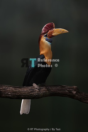 Knobbed hornbill