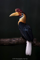 Knobbed hornbill