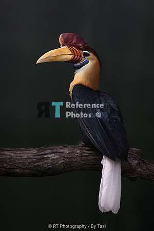 Knobbed hornbill