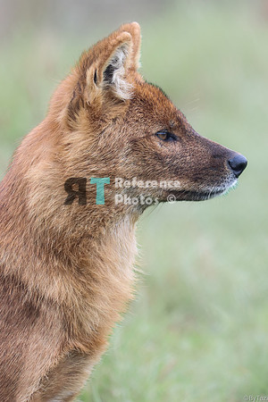 Dhole