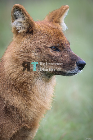 Dhole