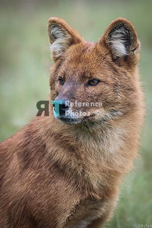 Dhole