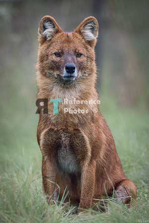Dhole