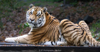 Amur tiger