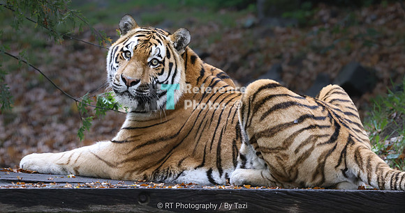 Amur tiger