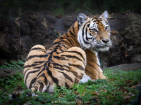 Amur tiger