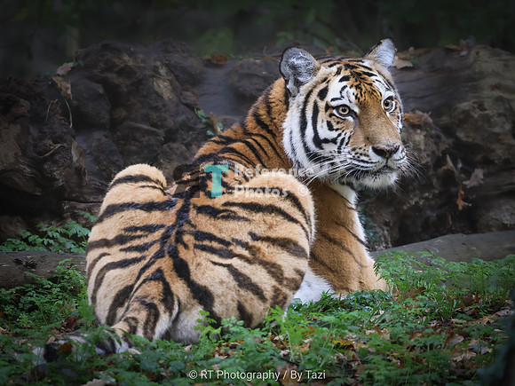 Amur tiger