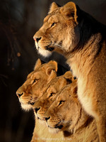 Lionesses
