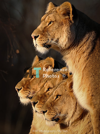 Lionesses