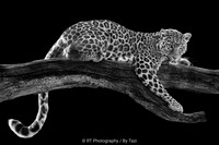 Leopard (Only available in B&W)